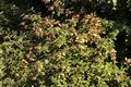 Viburnum rhytidophyllum-5 Kalina sztywnolistna